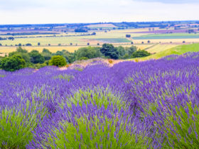 Supporting Cancer Care with Essential Oils