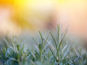 Methods For Using Your Essential Oils