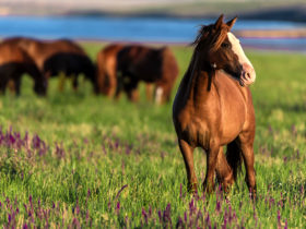 Laughter, Learning and Horses
